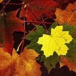 Höstpromenad på Stora Amundön med Börje Wernersson